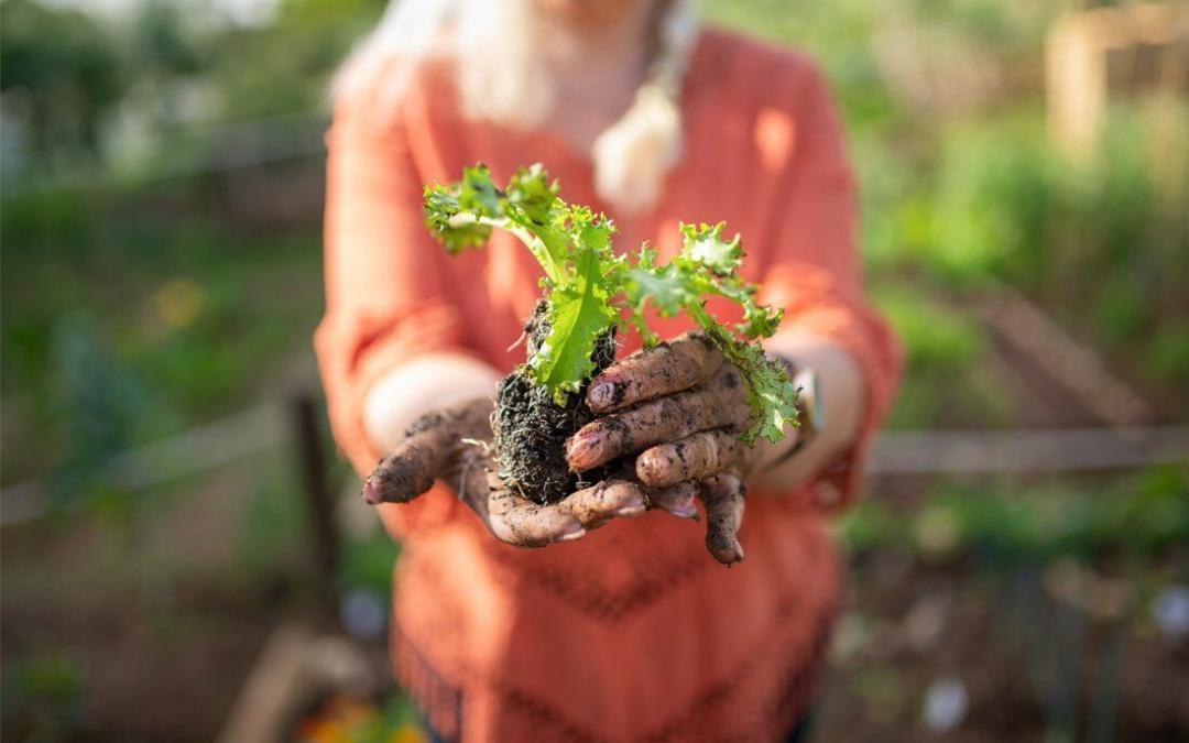 Green thumbs beware: one-third of veggie gardens contaminated with lead
